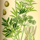 Illustration for article titled 10 of the Worlds Deadliest Plants — And How They Kill You